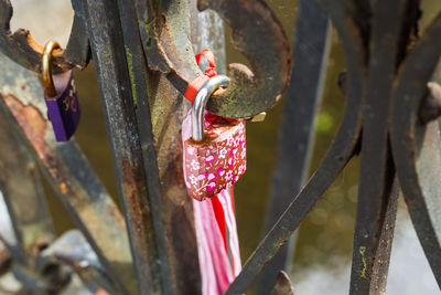 Close-up of plant hanging on metal fence