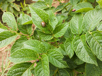 Full frame shot of green leaves