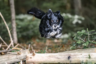 Close-up of black dog