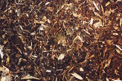 Full frame shot of dry leaves