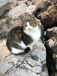 High angle view of cat sitting on rock