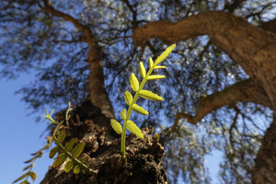 Low angle view of caterpillar on tree trunk