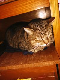 High angle view of cat sleeping on wooden floor