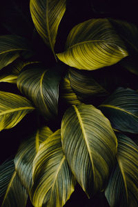 Close-up of green leaves