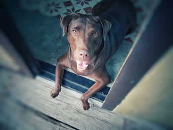 High angle portrait of dog looking at camera