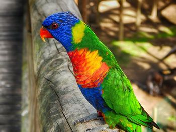 Close-up of parrot perching on branch