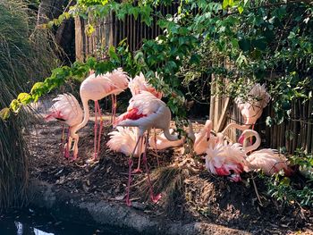 View of birds and plants in water