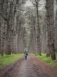 Rear view of man walking on footpath amidst trees in forest