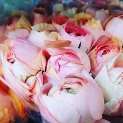 Close-up of pink roses