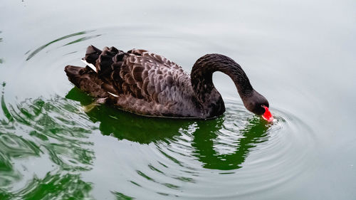 Swan swimming in a lake