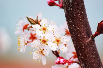 Macro photo of white flowers of blossoming cherry blossom or sakura tree with blooming petals.