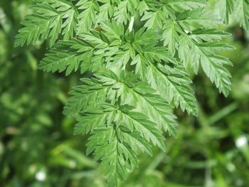 Close-up of fresh green plant