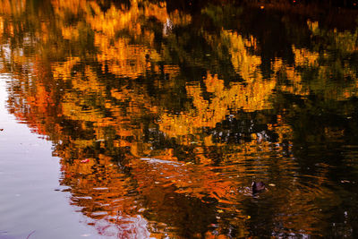 High angle view of autumn leaves on lake