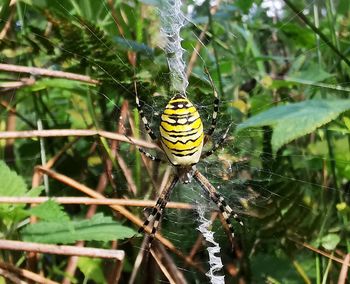 Close-up of spider on web