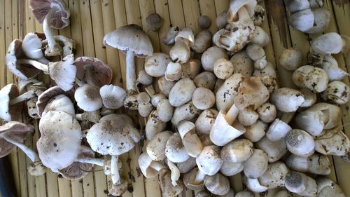 Close-up of mushrooms