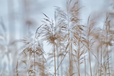 Close-up of plant