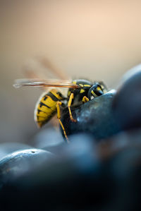 Macro shot of wasp on fruit