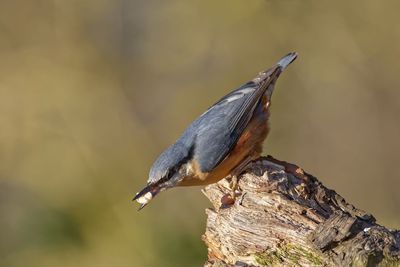 Close-up of bird perching on wood