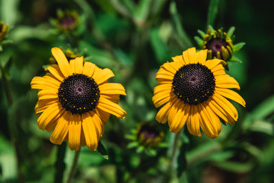 Close-up of sunflower