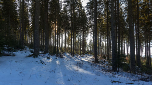 Trees in snow covered forest