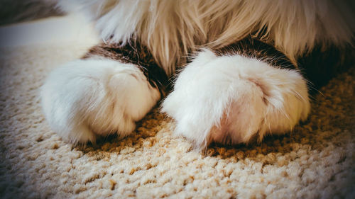 Close-up of cat paws