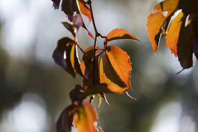 Close-up of wilted orange plant