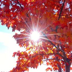 Low angle view of trees against sky during autumn