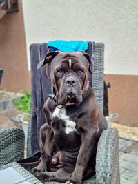 Portrait of dog sitting on seat
