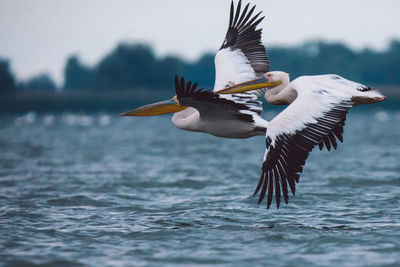 Flock of pelicans flying over water