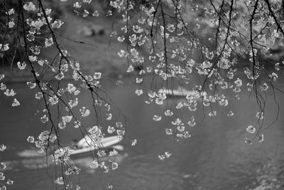 Leaves on branches