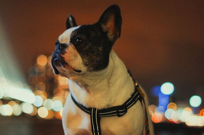 Close-up of dog looking away