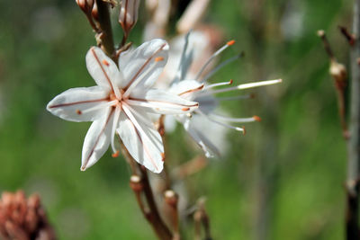 Close-up of white flowering plant