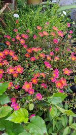 High angle view of pink flowering plants