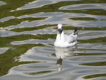 White ducks swimming in lake