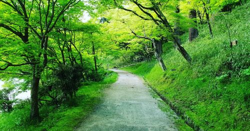 Road amidst trees in forest