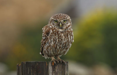 Close-up of owl perching on wooden post