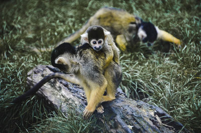 The saimiri or squirrel monkey