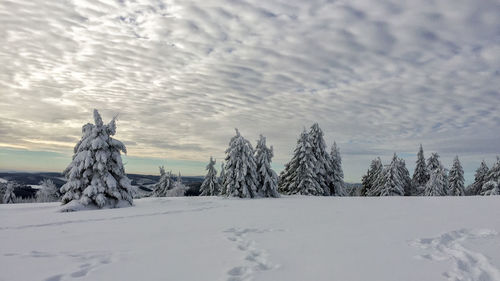 Trees on snow covered landscape against sky