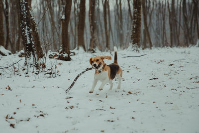 Dog running on snow covered land