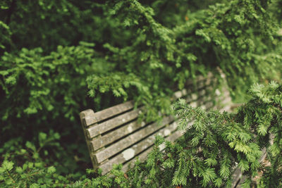 Wooden bench amidst trees at park