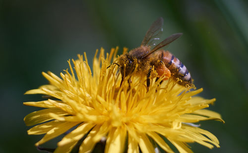 Close-up of insect on yellow flower