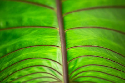 Close-up of green leaves