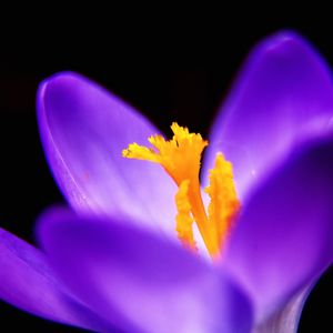 Close-up of flower over black background