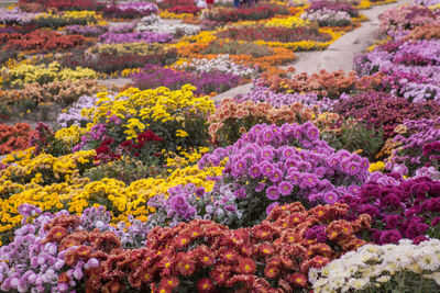 Close-up of multi colored flowers