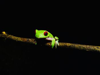 Close-up of frog over black background