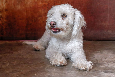 Portrait of white dog at home