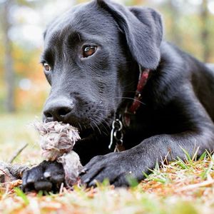 Close-up of black dog on field