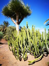 Close-up of palm tree against clear blue sky