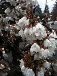 Close-up of white flowers