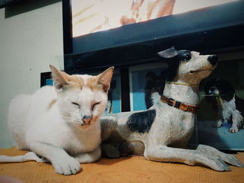 Close-up of cat sitting at home